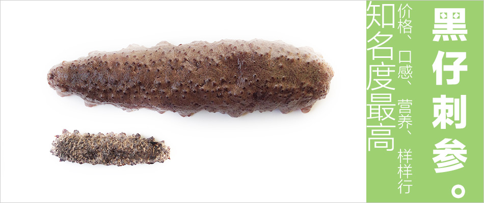墨西哥肥仔参，黑仔刺参